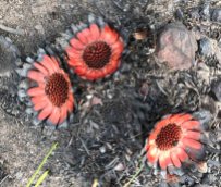 Burnt Protea scabra flowers