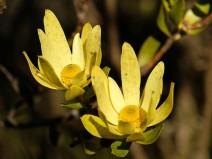 Leucadendron gandoferi